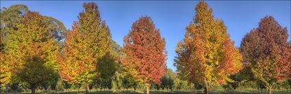 Shades of Autumn - VIC (PBH4 00 13224)